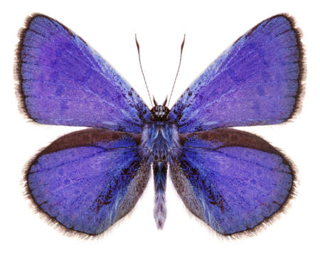 A butterfly isolated on white backgroundの写真素材