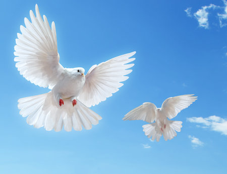 白い鳩の写真 イラスト素材一覧 51 001件 ストックフォトのamanaimages Plus