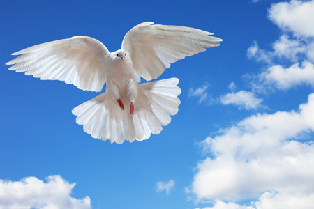 白い鳩の写真 イラスト素材一覧 51 001件 ストックフォトのamanaimages Plus