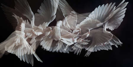 A free flying white dove isolated on a black backgroundの写真素材