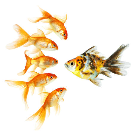 Gold fish. Isolation on the whiteの写真素材