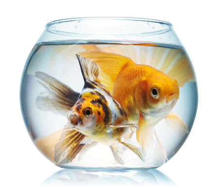 Gold fish. Isolation on the whiteの写真素材