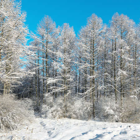 Winter landscape with snowの写真素材