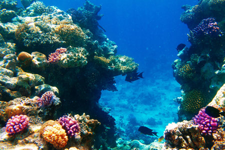 Photo of a coral colony on a reef, Egypt