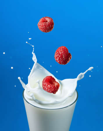 splashing raspberry into a milk glass on blueの写真素材