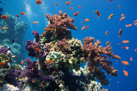 Coral and fish in the Red Sea Egypt