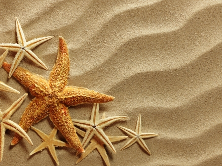 sea shells with sand as backgroundの写真素材