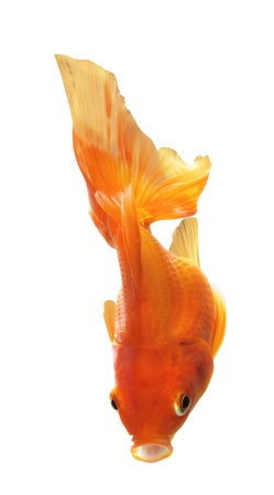 Gold Fish isolated on white backgroundの写真素材