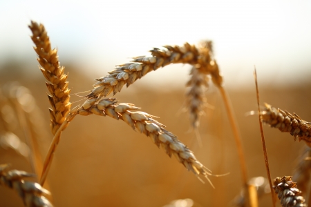 Golden ears of wheat on the field.の写真素材