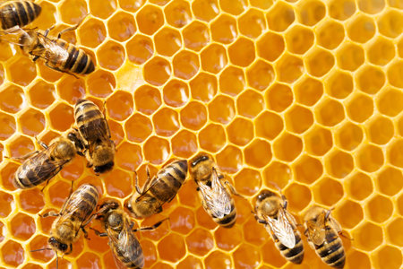 Close up view of the working bees on honeycells.の写真素材
