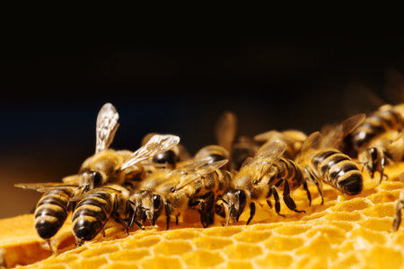 Close up view of the working bees on honeycells.の写真素材