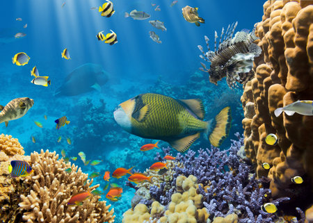 Coral and fish in the Red Sea.Egyptの写真素材