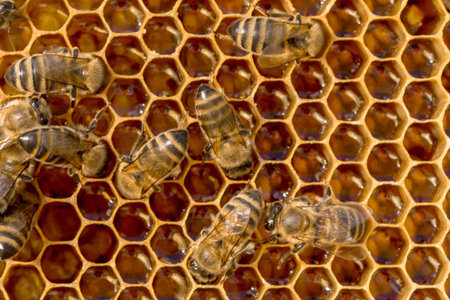 Close up view of the working bees on honeycells 