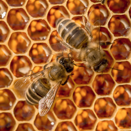 Close up view of the working bees on honeycells 