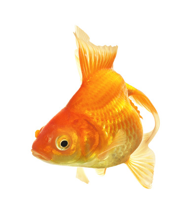 Gold Fish isolated on white backgroundの写真素材