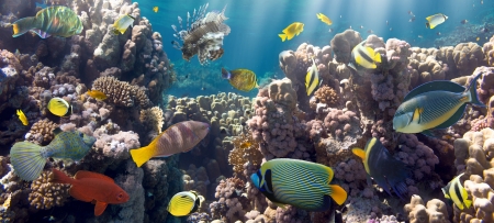 Coral and fish in the Red Sea  Egyptの写真素材