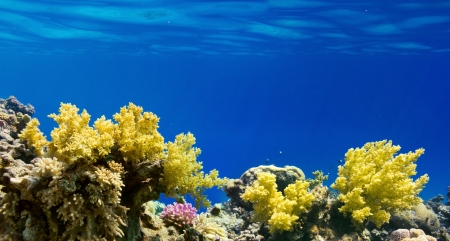 Coral and fish in the Red Sea Egyptの写真素材