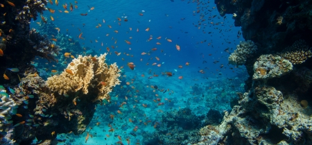 Coral and fish in the Red Sea Egyptの写真素材