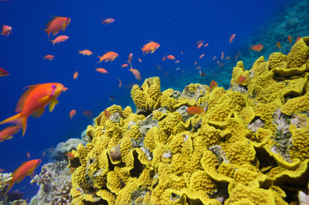 Coral and fish in the Red Sea Egyptの写真素材