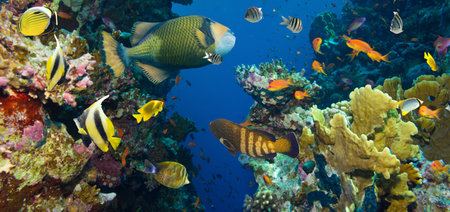 Coral and fish in the Red Sea.Egyptの写真素材
