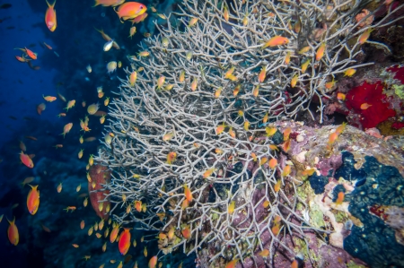 Coral and fish in the Red Sea.Egyptの写真素材