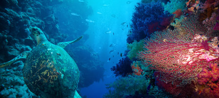 Coral, fish and turtle in the Red Sea.Egypt