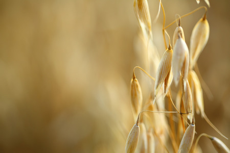 Golden ears of oat on the field の写真素材
