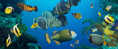 Coral and fish in the Red Sea.Egypt