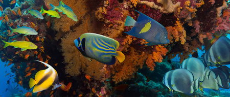 Coral and fish in the Red Sea.Egypt