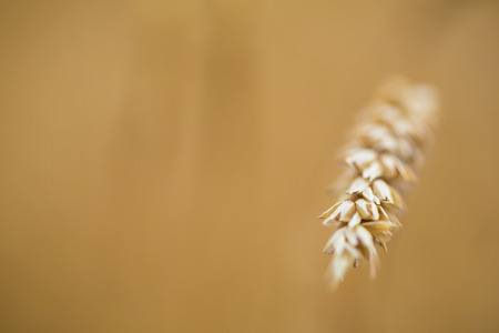 Golden ears of wheat on the field.の写真素材