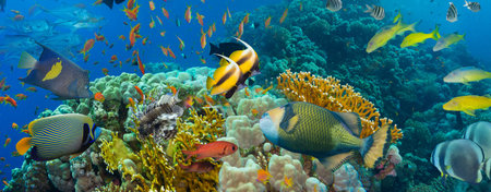 Coral and fish in the Red Sea. 