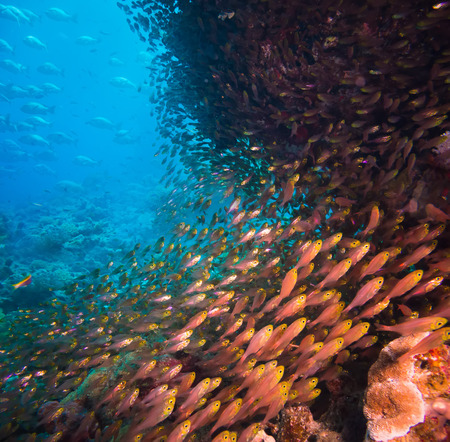 Shoal or school of tropical fish swimming underwater over a rocky offshore coral reef schooling to confuse predators, square formatの写真素材
