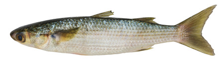 Crenimugil crenilabi (Fringelip mullet) on a white backgroundの写真素材