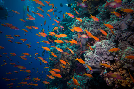 Colorful underwater offshore rocky reef with coral and sponges and small tropical fish swimming by in a blue oceanの写真素材