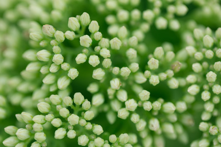 Forest landscape with Lily of the valleyの写真素材