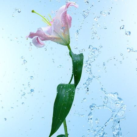 Pink day lily in cool splashing water spraying water droplets in an arc through the air on a fresh blue backgroundの写真素材
