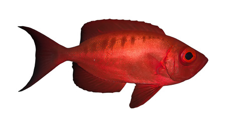 Crescend-tail bigeye. Isolated on the white backgroundの写真素材