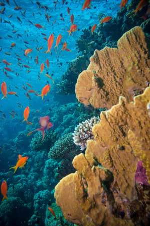 Tropical Anthias fish with net fire corals on Red Sea reef underwaterの写真素材