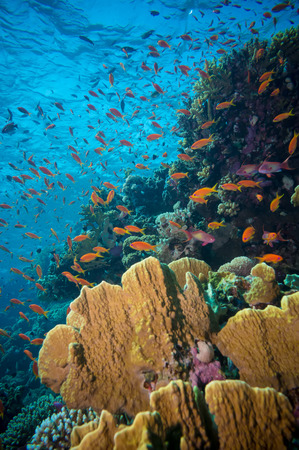 Tropical Anthias fish with net fire corals on Red Sea reef underwaterの写真素材