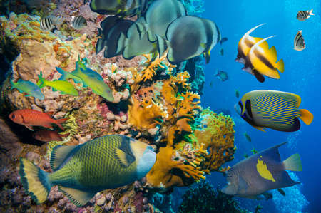 Colorful underwater offshore rocky reef with coral and sponges and small tropical fish swimming by in a blue oceanの写真素材
