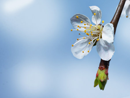 Beautiful pink cherry blossom on a blue background.Close upの写真素材