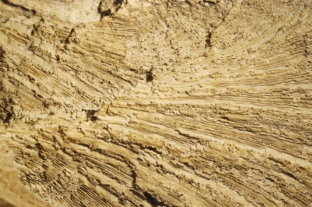 Texture formed by the corals in coastal limestone. Close upの写真素材