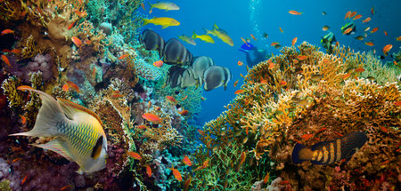 Tropical Anthias fish with net fire corals on Red Sea reef underwaterの写真素材