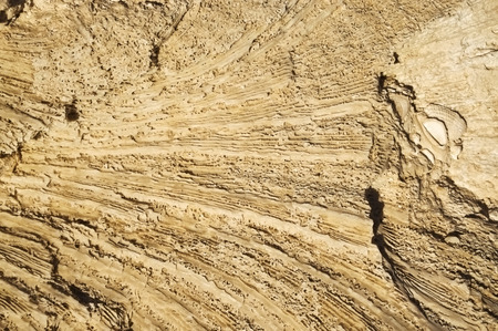 Texture formed by the corals in coastal limestone. Close upの写真素材