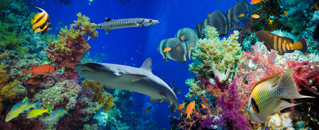 Tropical Anthias fish with net fire corals and shark on Red Sea reef underwaterの写真素材