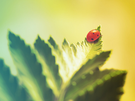 ladybug on green leaf. Filtered image: warm cross processed vintage effect.の写真素材