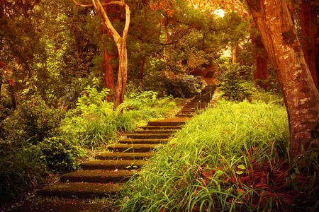 Stone staircase leading up a walkway through the forestの写真素材
