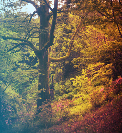 Mixed Tree Forest in Springの写真素材