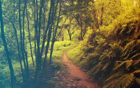 Mixed Tree Forest in Spring. Filtered image: warm cross processed vintage effect.の写真素材