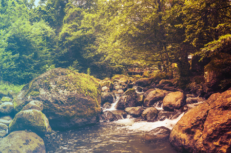 Mixed Tree Forest in Spring. Filtered image: warm cross processed vintage effect.の写真素材